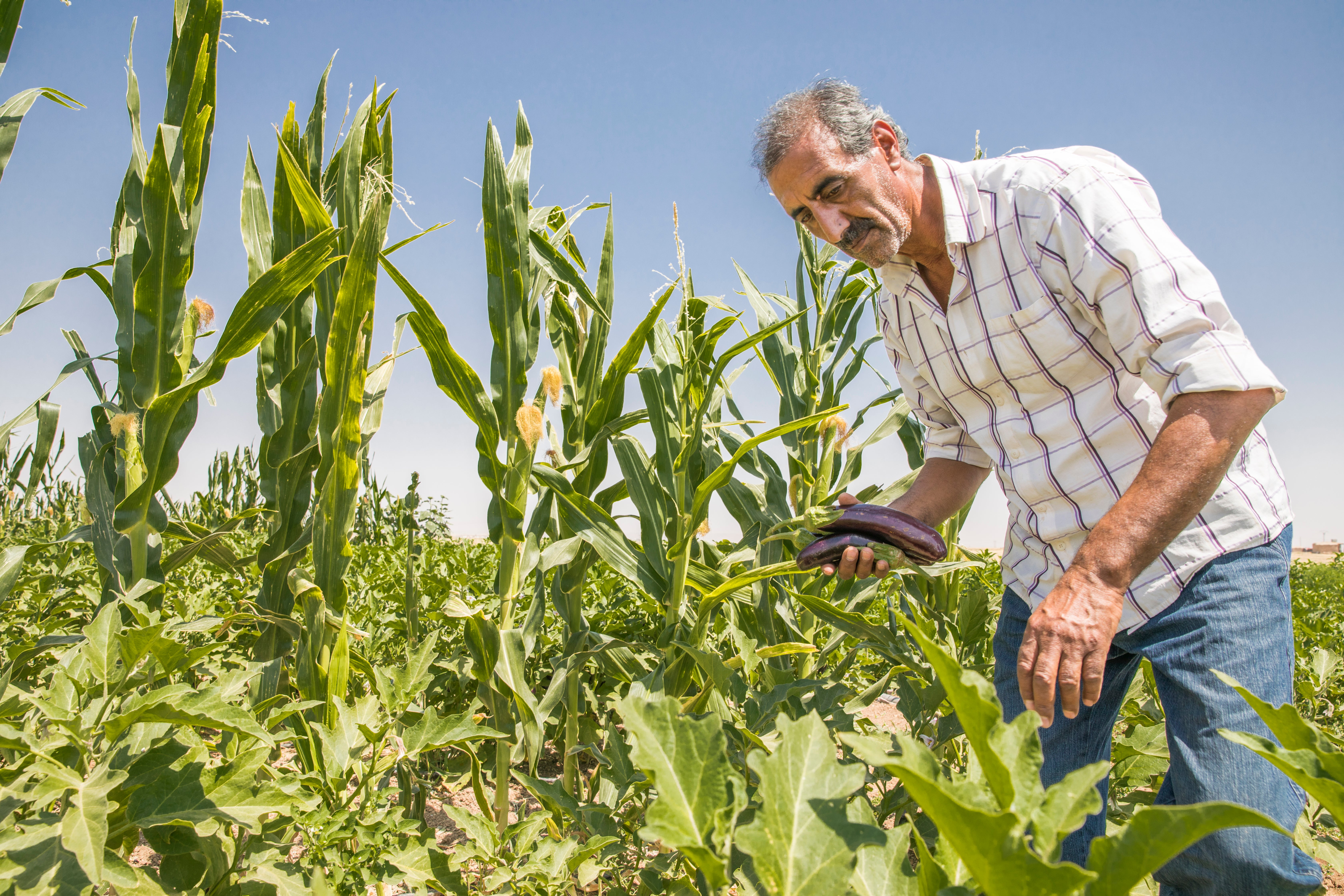 Farmer inspects crops in Syria