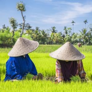 Three indonesians working in rice field