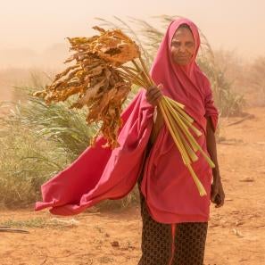 In wajir, kenya, amina abdi holds withered animal feed while heavy winds blow sand through her village. 
