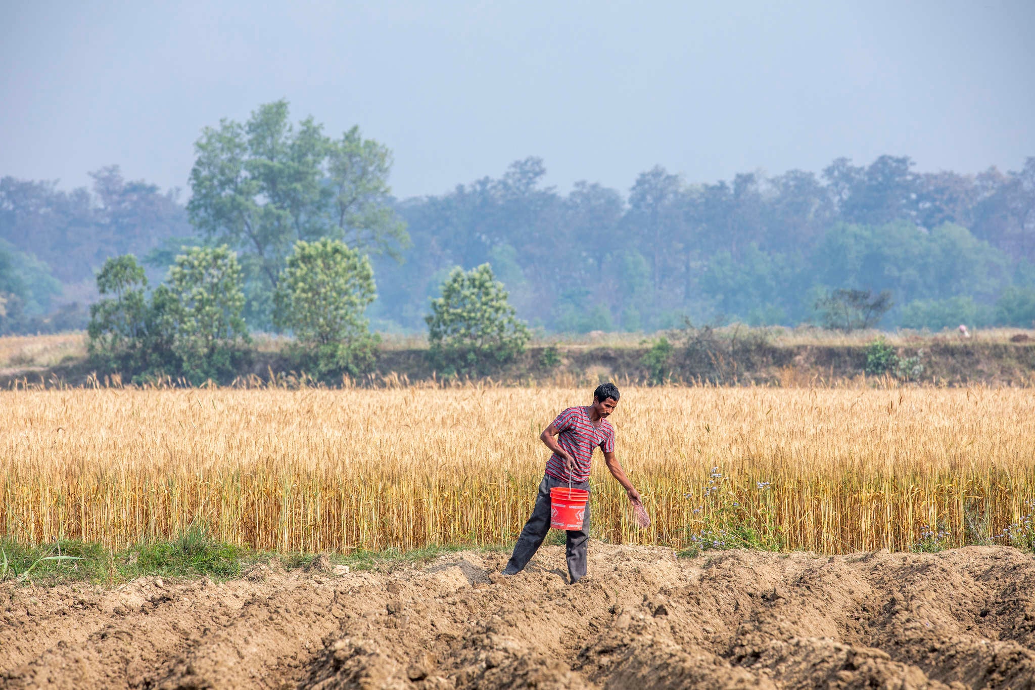 Nepalese farmer in agricultural setting.
