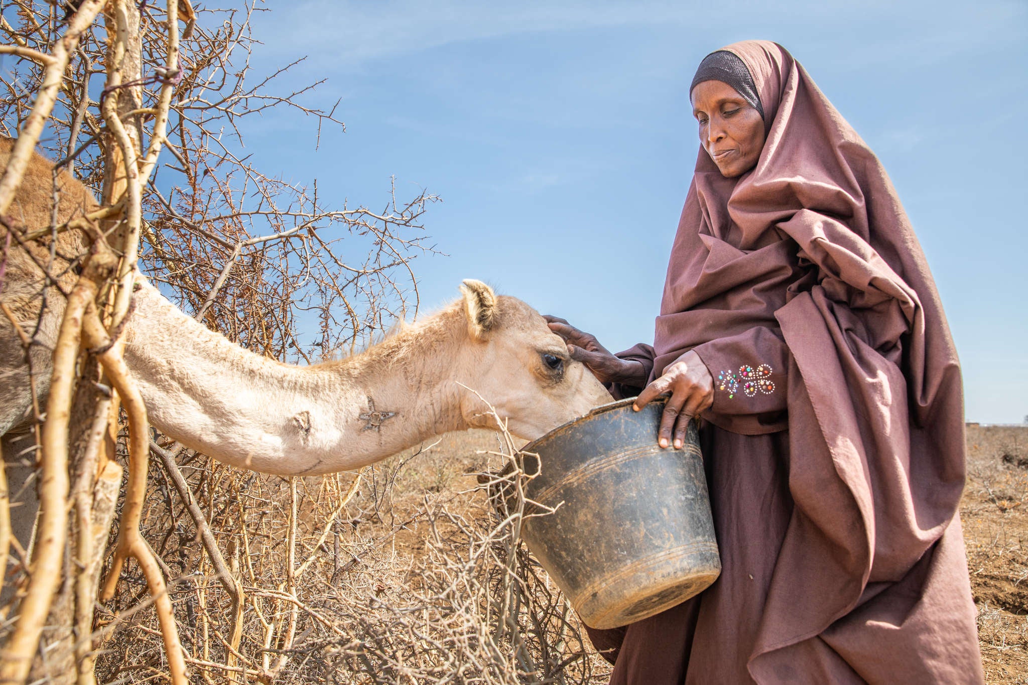 A person feeds the dregs of their morning tea leaves to their last surviving camel, after fleeing home due to the drought that is ravaging Somalia.