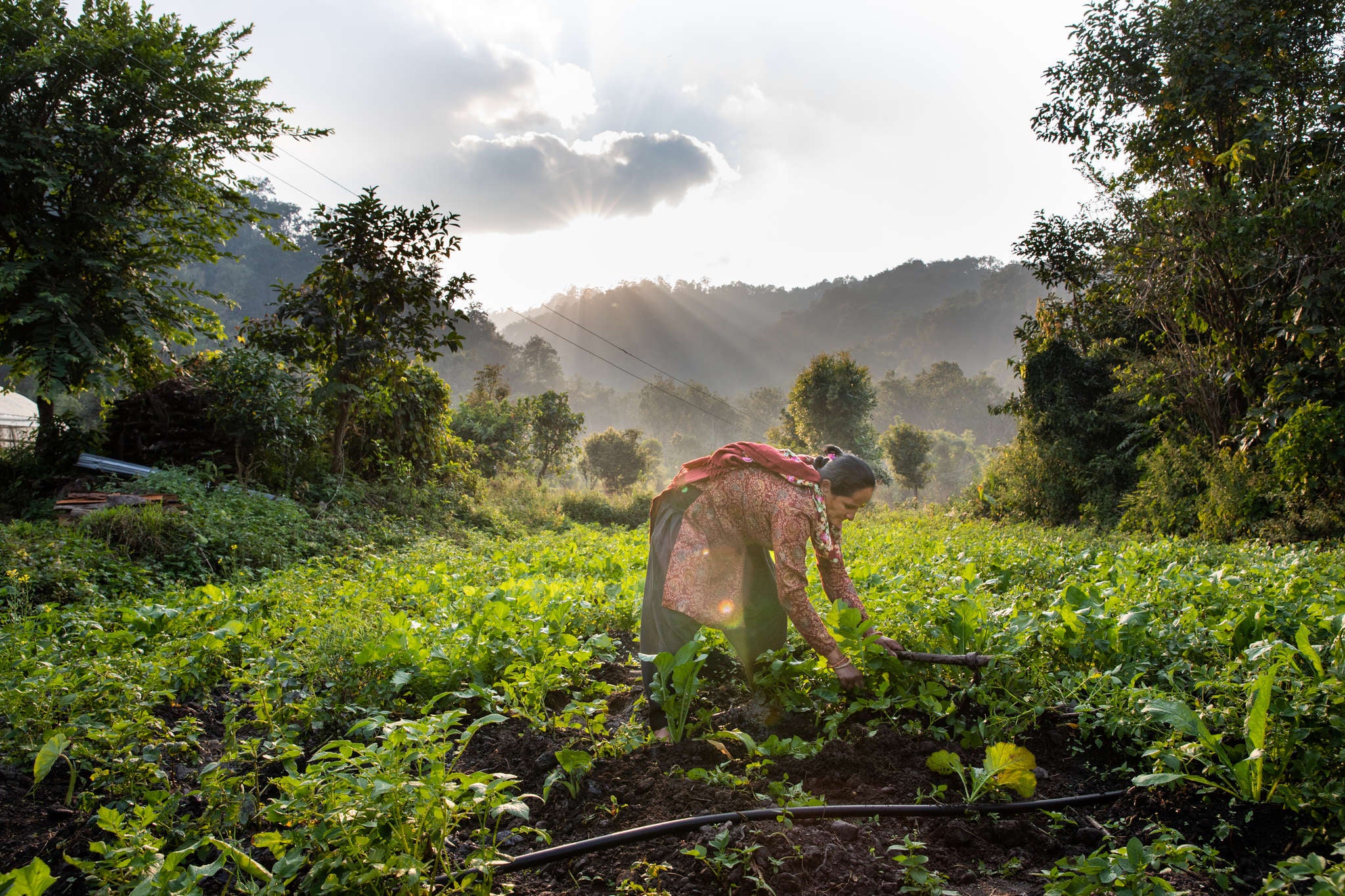 A person weeding the radish and potato crops in the field beside their home.
