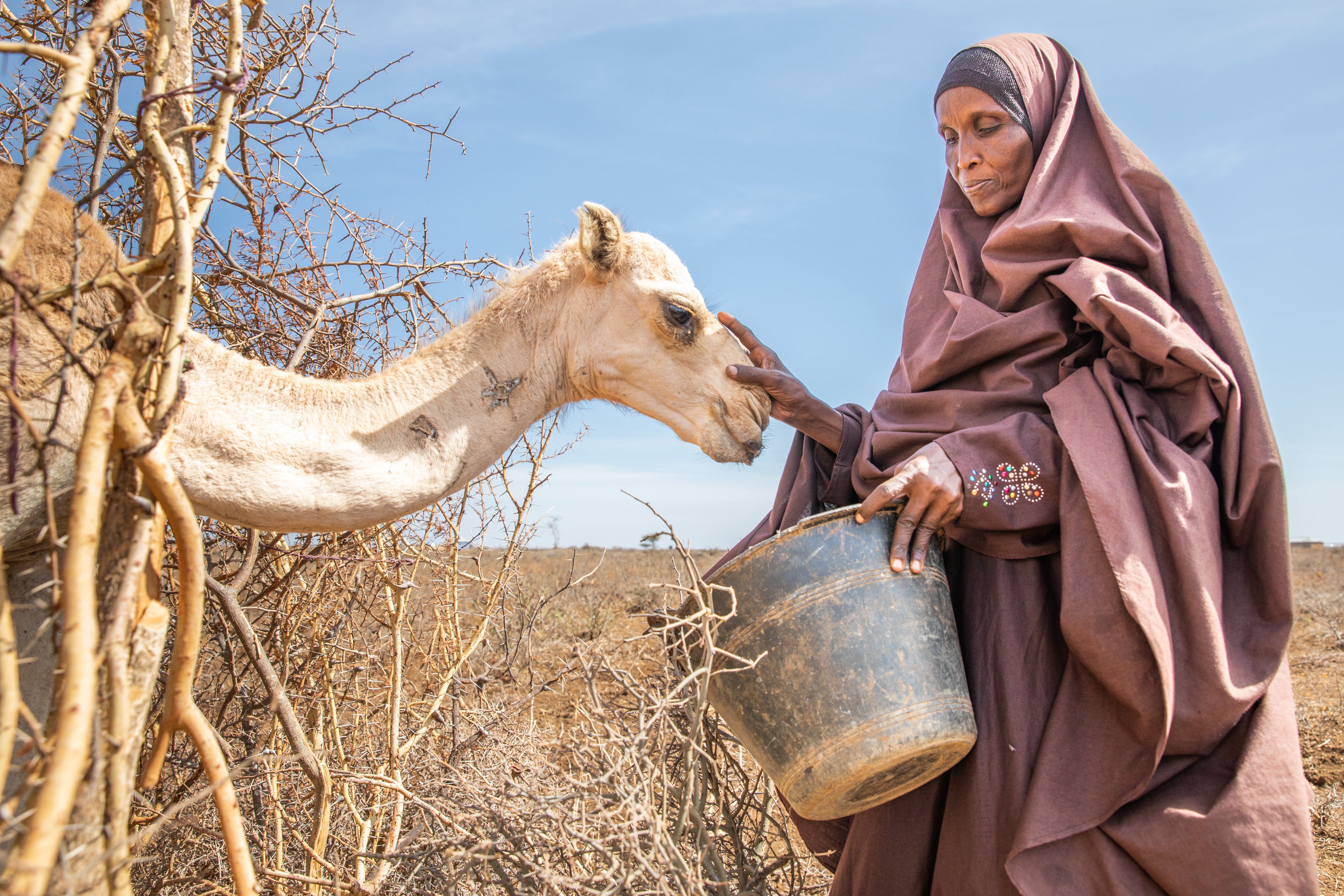 A person feeds the dregs of their morning tea leaves to their last surviving camel, after fleeing home due to the drought that is ravaging Somalia.