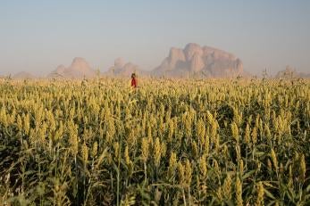 Sudanese farmer in in a field preparing for the late summer sorghum harvest