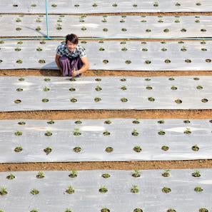 Han, 18, from myanmar, has been attending our farm productivity training. photo: ezra millstein/prosper global
