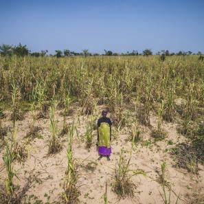 Unripe stalks of millet in a field