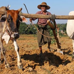 Man with two animals on a yoke