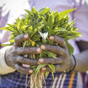 Hands holding green plants