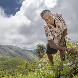 With prosper global's help, neyis is replanting her crops after hurricane matthew destroyed them last year. 