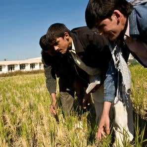 Men inspecting crops