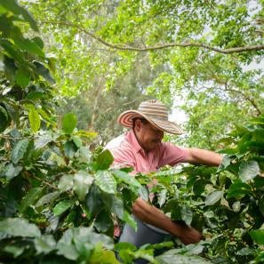 Man in coffee bean field