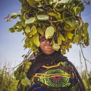 A woman in brightly colored clothing carries green cassia leaves in a bundle on her head in rural niger. there is a blue sky behind her.