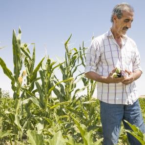 Abu goubran pictured in a green field