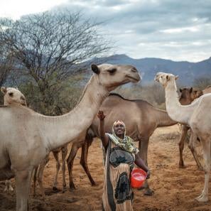 A woman stands with camels in kenya